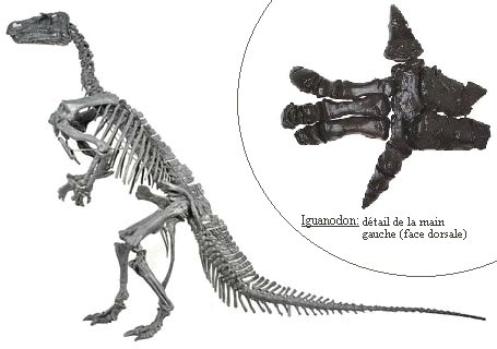 iguanodon3.jpg